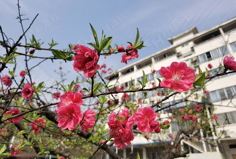 桂林鴻程花團(tuán)錦簇，滿園春色，邀您一起共賞春景，共商大計(jì)！